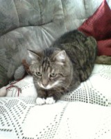 /album/fotogalerie-miezekatzen/w-ill-i-jpg/